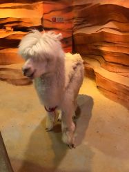 -酷嗒动物文化乐园(cutezoo西溪乐天城店)