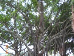 景点-白鹭洲公园