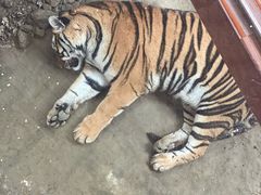 -栾川竹海野生动物园