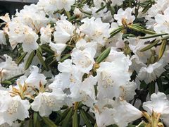 -ステーキハウス吉池