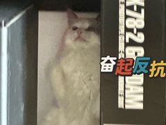-翊宠yipet猫狗购宠庄园犬舍•猫舍