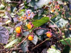 -西岭雪山大飞水景区