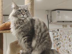 -楼上猫咖(罗湖店)