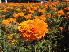 -松山湖梦幻百花洲