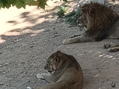 -西霞口神雕山野生动物世界