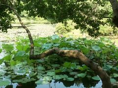 -杭州植物园