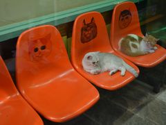 -猫咪博物馆(顶澳仔猫街店)