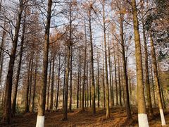 -西溪国家湿地公园