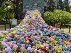 -上海共青森林公园