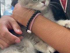 -唐小姐の猫狗洗护·购宠旗舰店(周浦万达店)