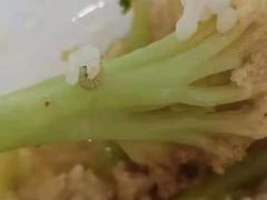 白菜-阳坊大都涮羊肉(阳坊总店)