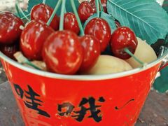 -白鹿原樱桃园