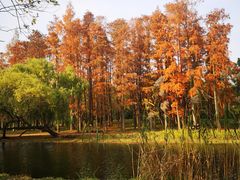 -上海共青森林公园