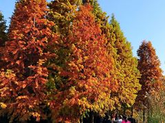 -溱湖国家湿地公园