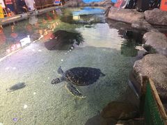 -野山舂·贵州现舂酸汤火锅(鸿通城店)