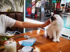 -猫小院猫主题餐厅(三里屯店)