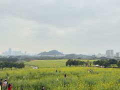 -光明小镇欢乐田园