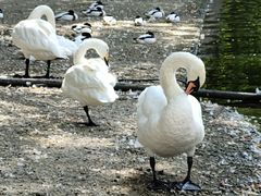 -石家庄市动物园