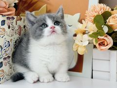 -小猫来了·猫舍(红山六九七九店)