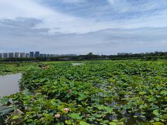 -荷塘月色湿地公园·向阳花洲