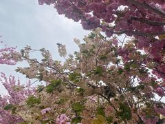 -莱阳濯村樱花园