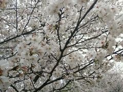-东湖磨山景区樱花园-停车场