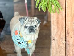 -Silly Dog Coffee(滨江店)