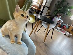 -东方名猫馆·英短金渐层布偶猫舍(环线广场1号楼店)