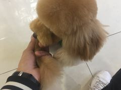 -宠物家(角门东店)