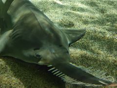 -上海海洋水族馆