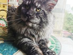 -十年猫舍·猫咪专门店(普陀店)