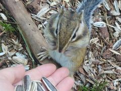 -五营红松林海景区