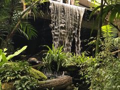 -绿光森林餐厅