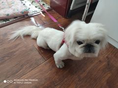 -美联众合动物医院(唯恩分院)
