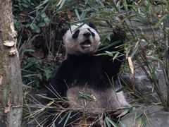 -成都大熊猫繁育研究基地