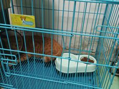 -瑞派宠物医院(搏威敦和院)