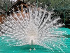 -香宫中餐厅 · 桂林香格里拉