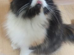 -Meowの猫咖(万家丽店)