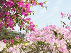 -莲花山公园