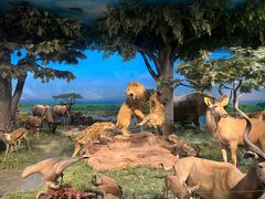 -国家自然博物馆