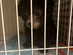 -翊宠yipet猫狗购宠庄园犬舍•猫舍