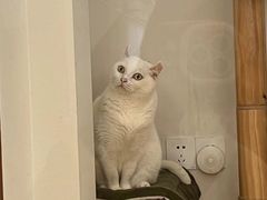 -有猫主题·治愈系猫咖(曾厝垵店)