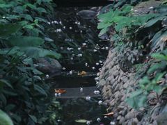 -广州兰圃