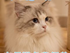 -有喵·猫咖·狗咖·30几只猫10只小狗(岗厦店)