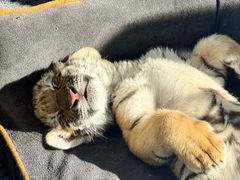 -大连森林动物园