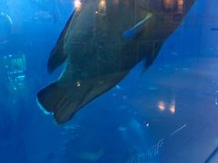 -迪拜水族馆及水下动物园