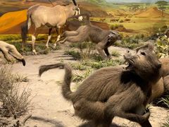 -国家自然博物馆