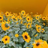 仙湖花展｜春日赏花｜满眼都是春天，美醉了