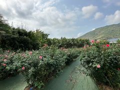 -亚龙湾国际玫瑰谷