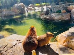 -北京野生动物园